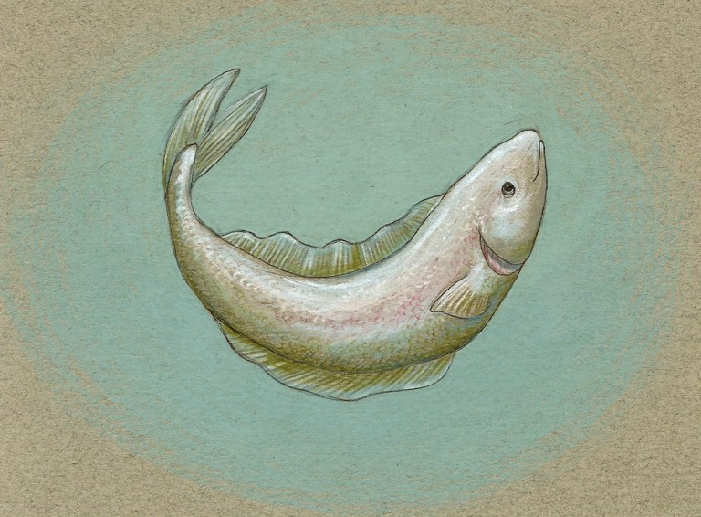 Christmas Fish 1 copy