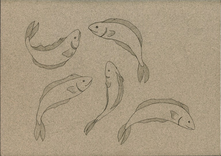 fishsketch